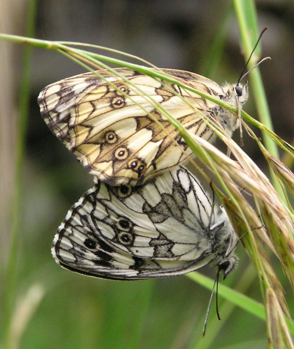 Melanargia galathea